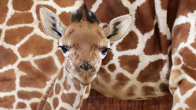 giraffe-calf-witten-standing-in-front-of-mom.jpg 