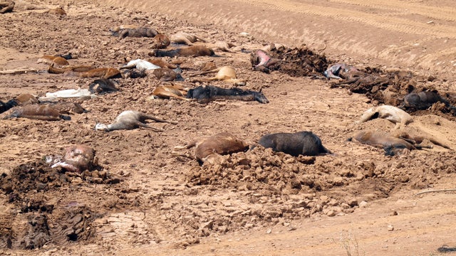 Drought Dead Horses 
