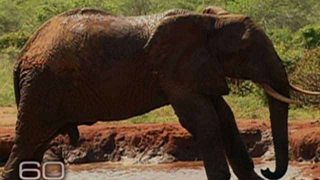 60-elephants-0426-480x360-1565287-640x360.jpg 