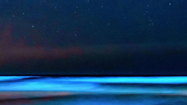 Bioluminescence from red tide: Algae bloom literally lighting up