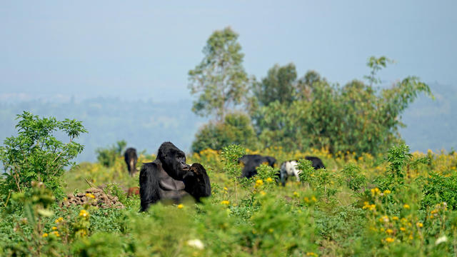 Mountain Gorilla Family in Virunga National Park, Democratic Republic of Congo - January 2017 