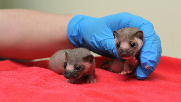 Rescued baby weasels 