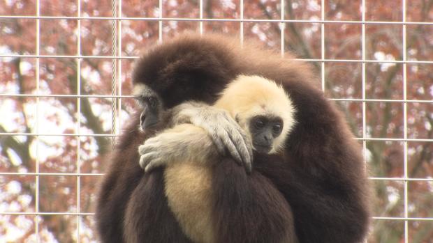 monkeys-hug.jpg 