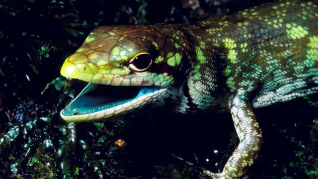 Science Says Green Blooded Lizards 
