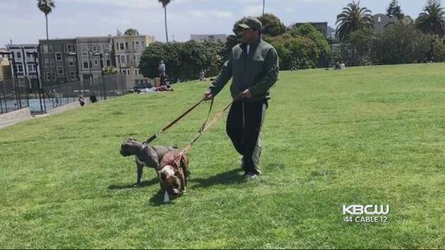 sf-pit-bulls-in-dolores-park-attack.jpg 