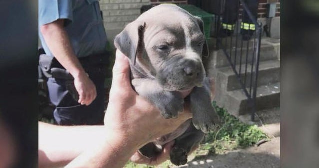Firefighters rescue puppy stuck upside down in 20-foot drain pipe - CBS ...