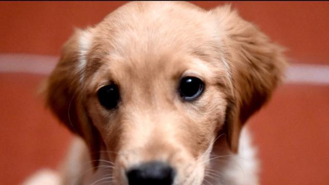 cbsn-fusion-puppies-reach-peak-cuteness-at-8-weeks-old-study-says-thumbnail-1571817-640x360.jpg 