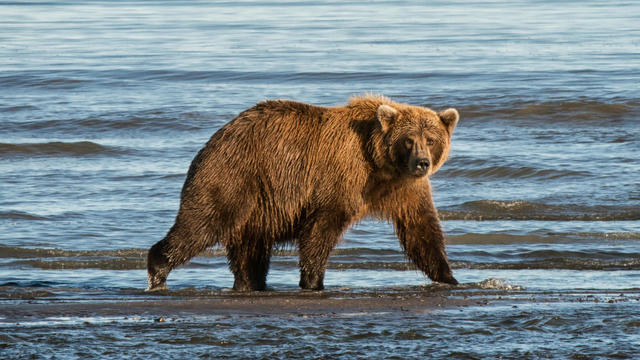 Alaska Brown Bear 