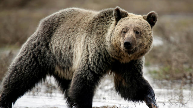FILE PHOTO: A grizzly bear roams through the Hayden Valley in Yellowstone National Park in Wyoming 