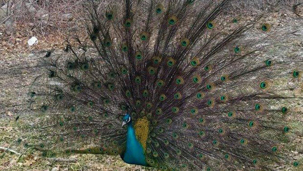 Uxbridge Police Peacock 