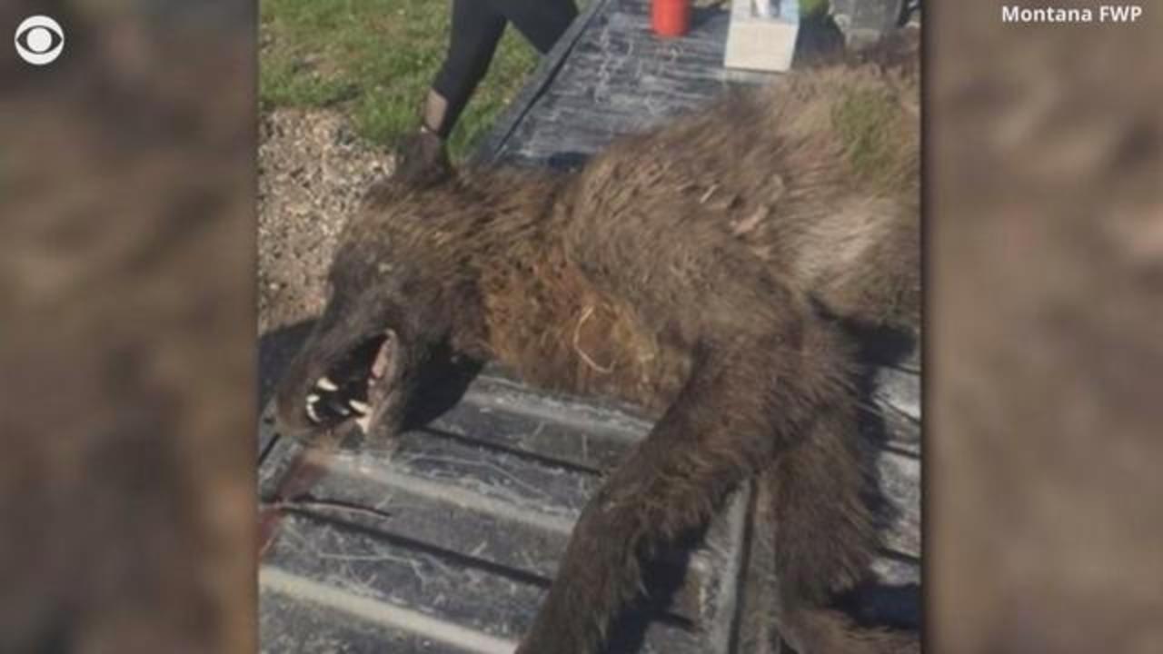 Mysterious wolf-like creature shot in Montana puzzles wildlife experts, DNA  sent for evaluation - CBS News