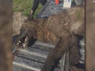 Mysterious wolf-like creature shot in Montana puzzles wildlife experts, DNA  sent for evaluation - CBS News