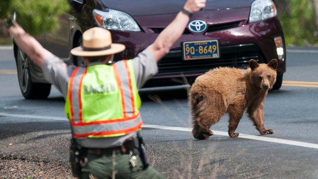 ranger-john-kerr-encourages-a-small-cinnamon-black-bear-to-keep-moving-verne-lehmberg.jpg 
