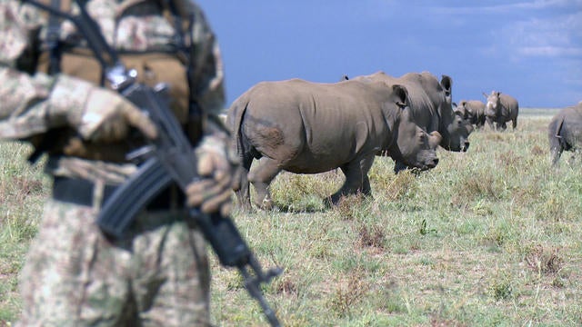rhinofull-1578585-640x360.jpg 
