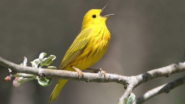 bird.jpg 