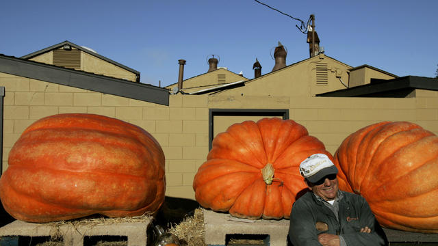 Farmer John Muller waits for pumpkin competition in Half Moon Bay 