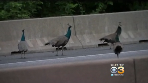 180531-cbsphilly-peacocks-escaped.png 