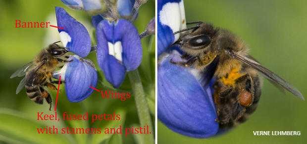 bee-on-bluebonnet-showing-flower-parts-labled-verne-lehmberg-620.jpg 