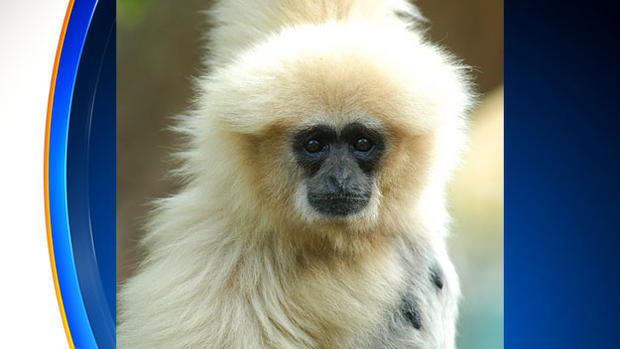 Priscilla The Gibbon 