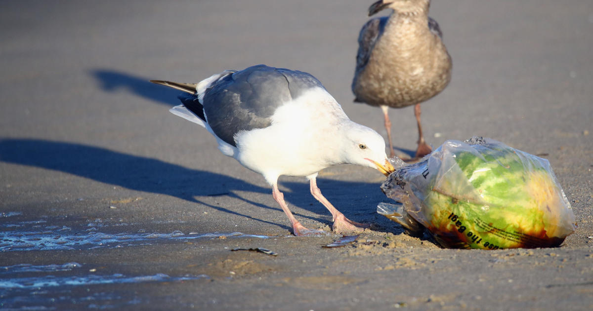 Philly's plastic bag ban is working, study concludes - WHYY