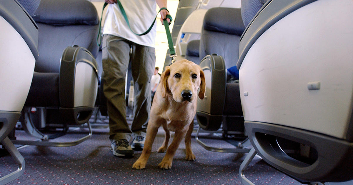 JetBlue Tightens Policy On Emotional Support Animals - CBS Boston