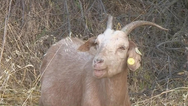 goats1.jpg 