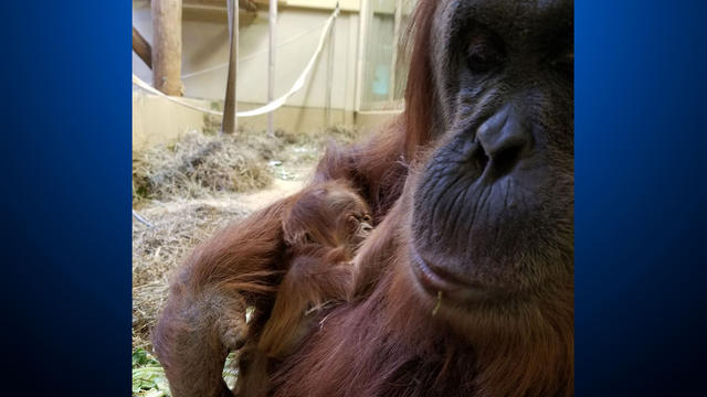 baby-orangutan.jpg 