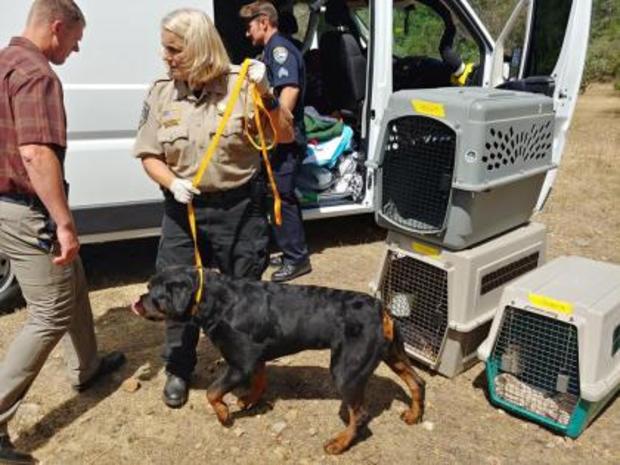 Some of the dogs rescued by authorities. (Credit: Redding Police Department) 