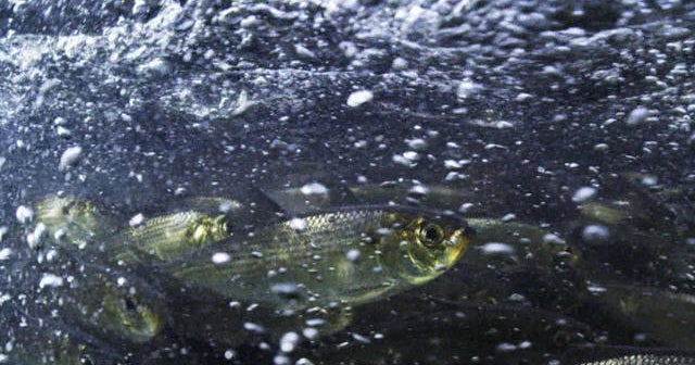 Nature: Alewives