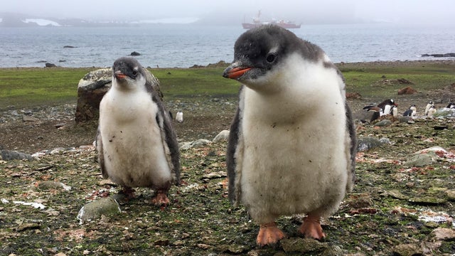 ANTARCTICA-CLIMATE-CHANGE 