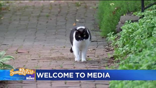 cat-strolls-through-media.jpg 