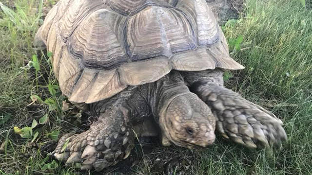 athol-tortoise-crop.jpg 