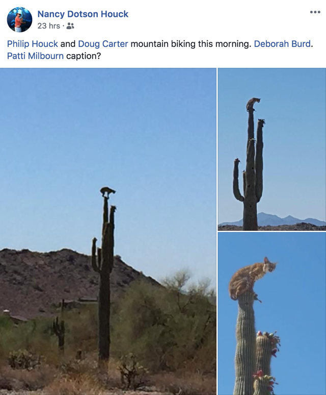 Bobcat sitting on top of tall cactus goes viral after being spotted by 2  bikers - CBS News