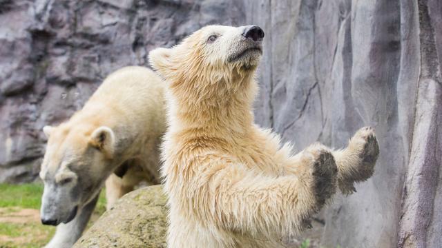 GERMANY-ANIMALS-ZOO-POLAR-BEAR 