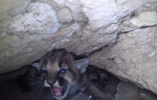 4 Mountain Lion Cubs Discovered In Simi Hills Den 