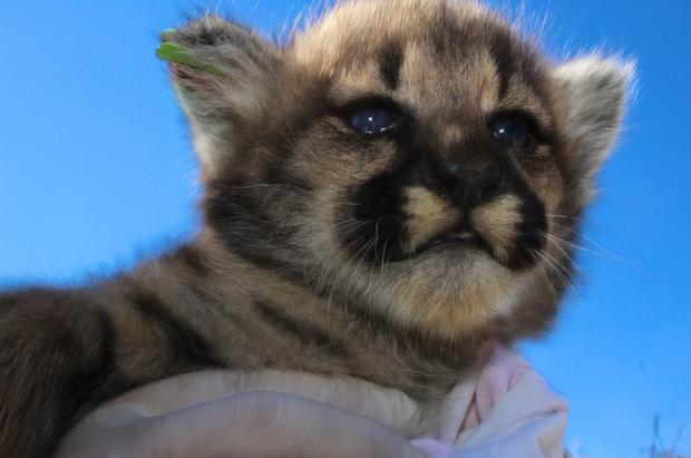 4 Mountain Lion Cubs Discovered In Simi Hills Den 