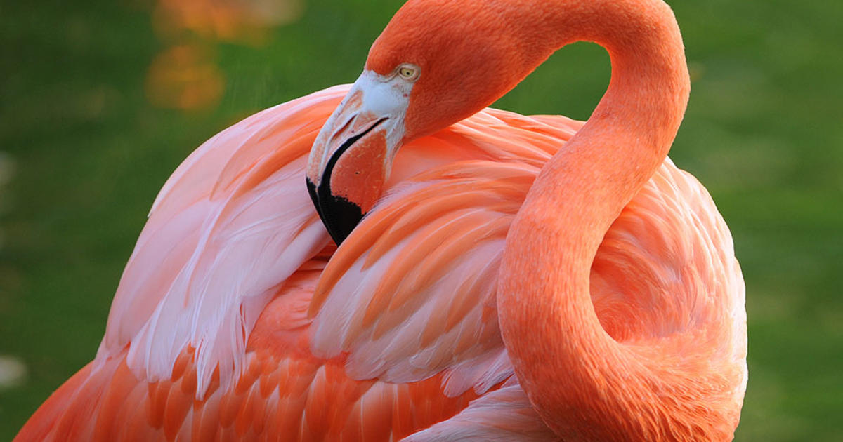 A 'pink wave' could be good news for Flamingo conservation in Florida