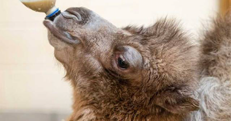 Toledo Zoo's newest resident is an adorable baby camel - CBS News
