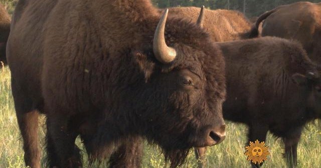 Nature: Bison - CBS News