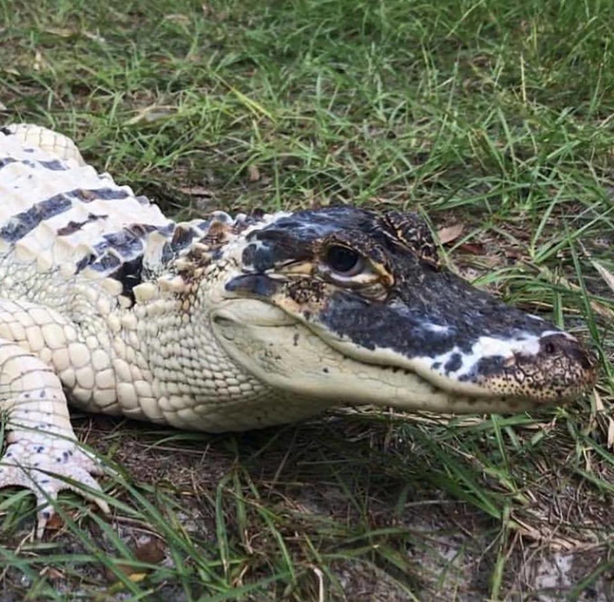 Rare White Alligator Stolen 43 Gators Killed In Burglary And Arson At