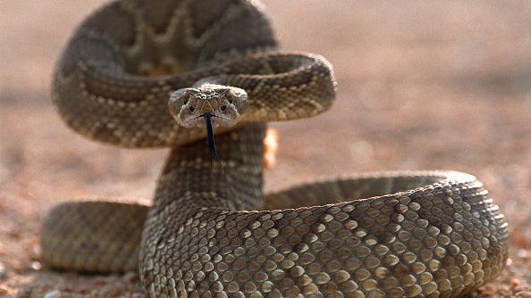 010512 (Ventura)  Watch your step: A rattlesnake can release about 130 different toxins during a 