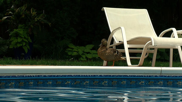 Pool Duck - Millie The Mallard 