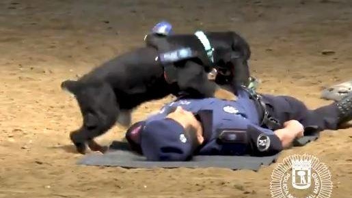 poncho-police-dog-cpr.jpg 