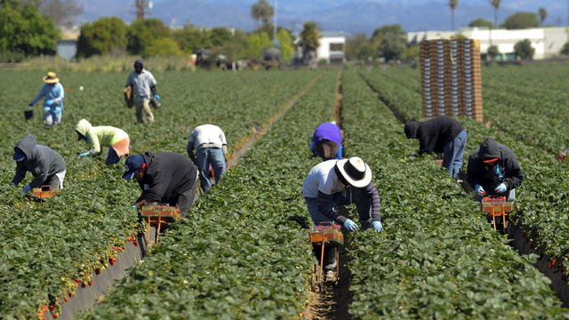 Field workers pick strawberries in Oxnard, California 