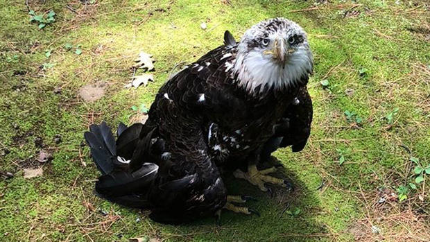 Lebanon N.H. injured bald eagle 