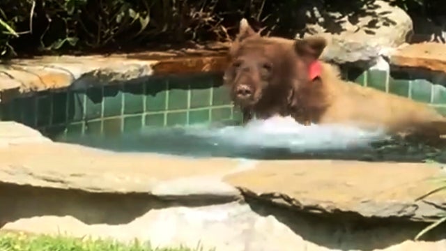 Bear In Hot Tub 