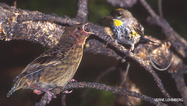 cowbird-fledgling-and-yellow-rumped-warbler-parent-verne-lehmberg-620.jpg 
