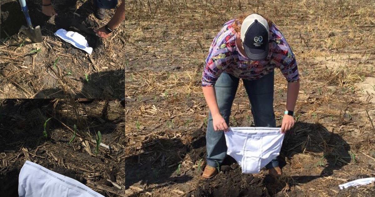 Farmers In Delaware Are Planting Tighty-Whities As Part Of An