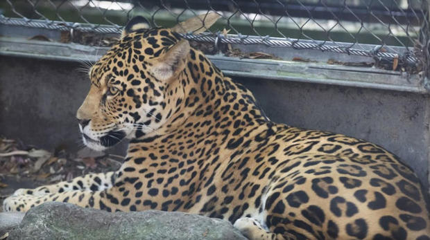 Jaguar kills 6 animals at New Orleans zoo 