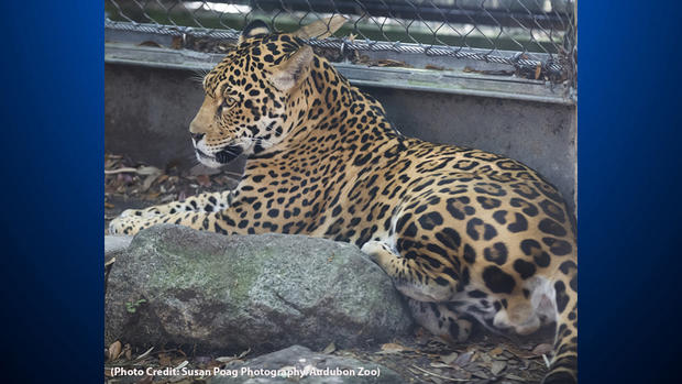 audubon zoo jaguar 
